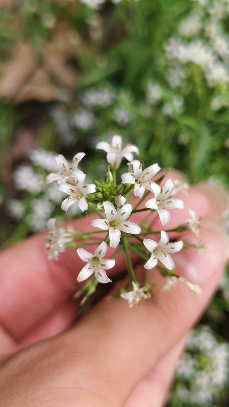 Lysimachia candida photo 8