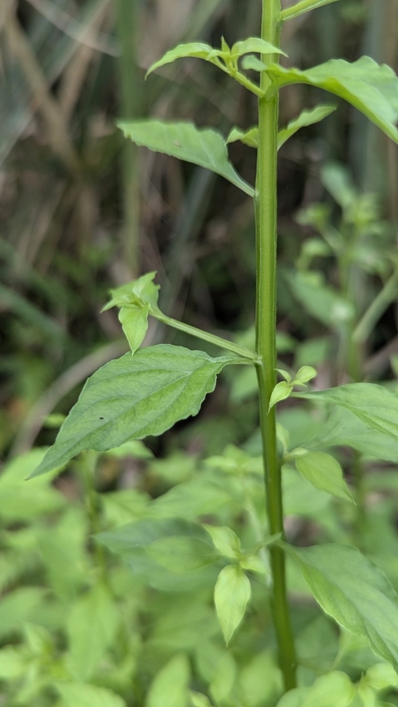 Lysimachia capillipes