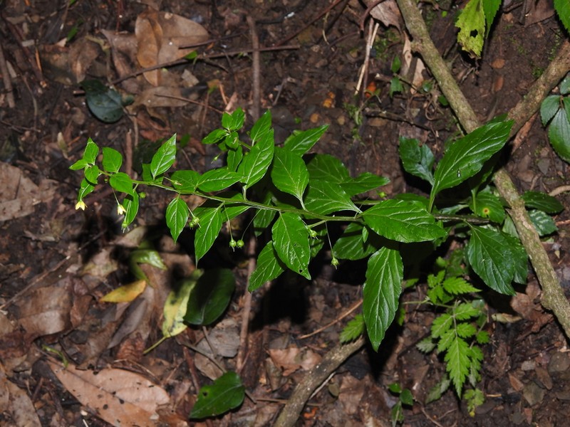 Lysimachia capillipes photo 2