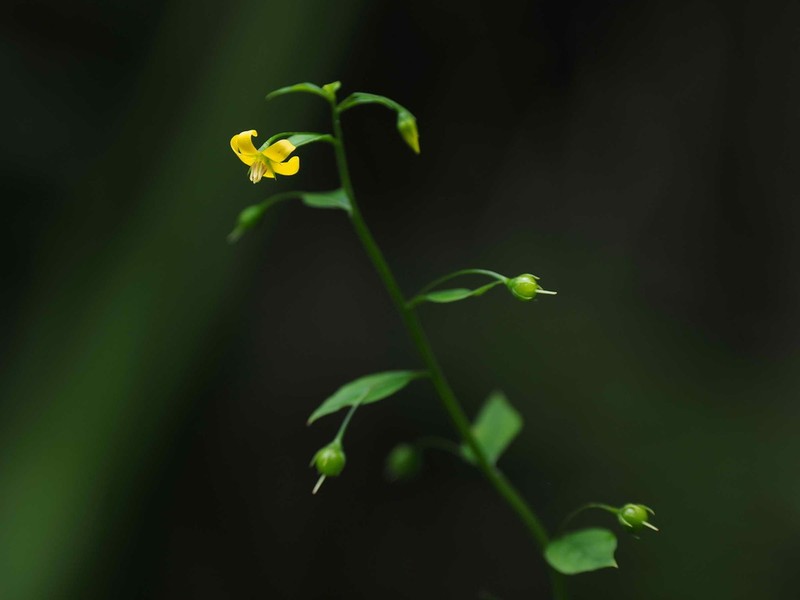 Lysimachia capillipes photo 3
