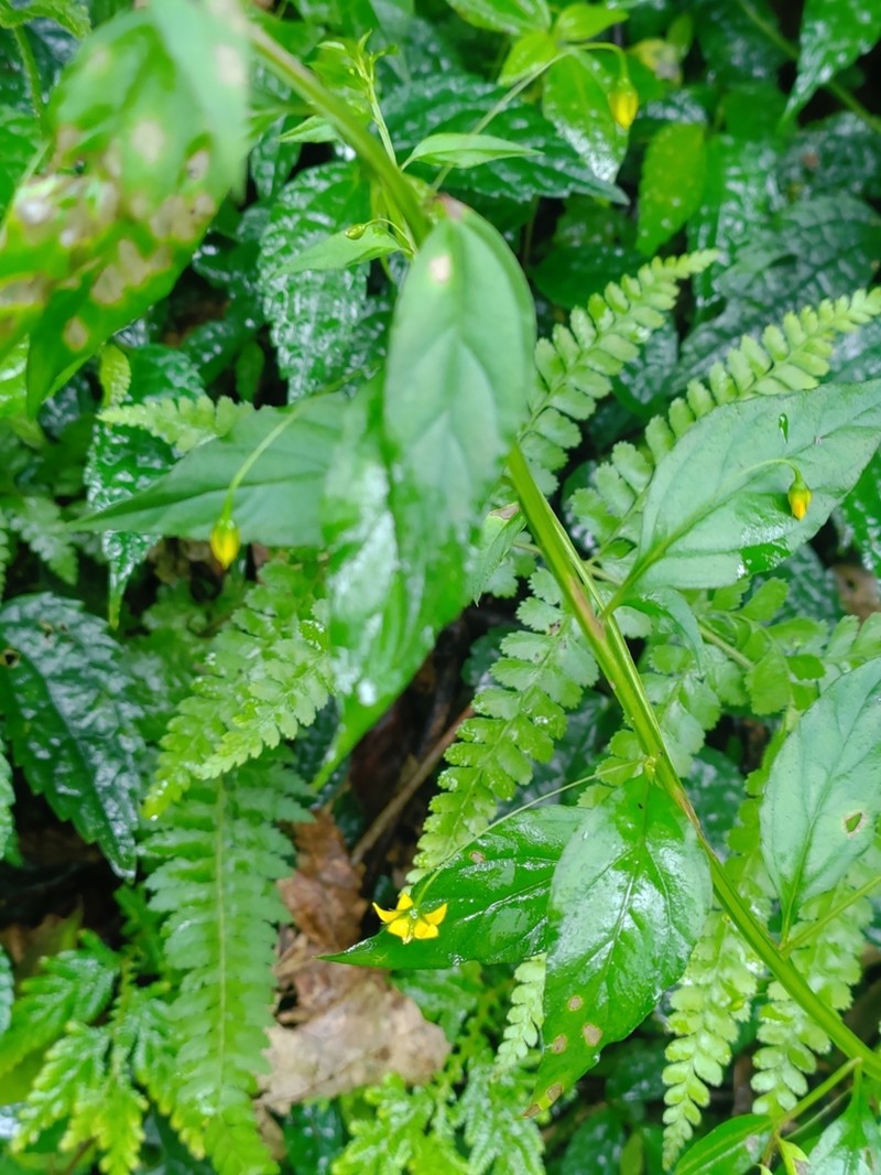 Lysimachia capillipes photo 4