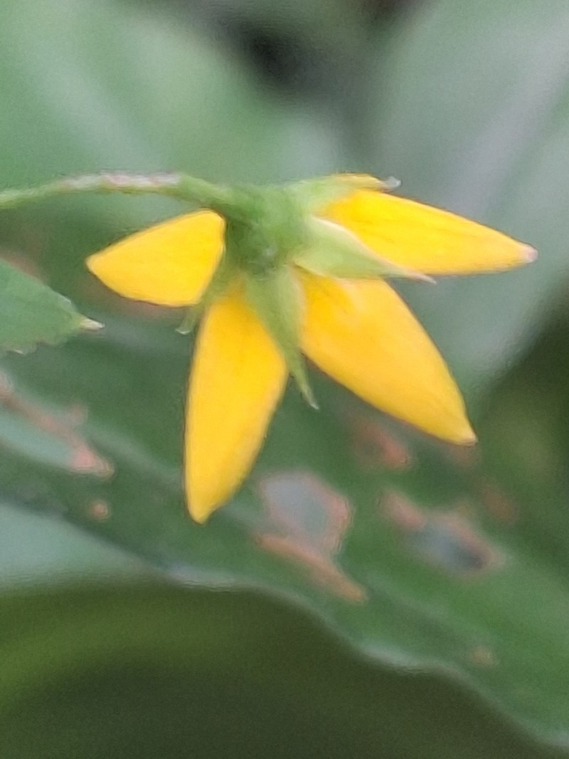 Lysimachia capillipes photo 5