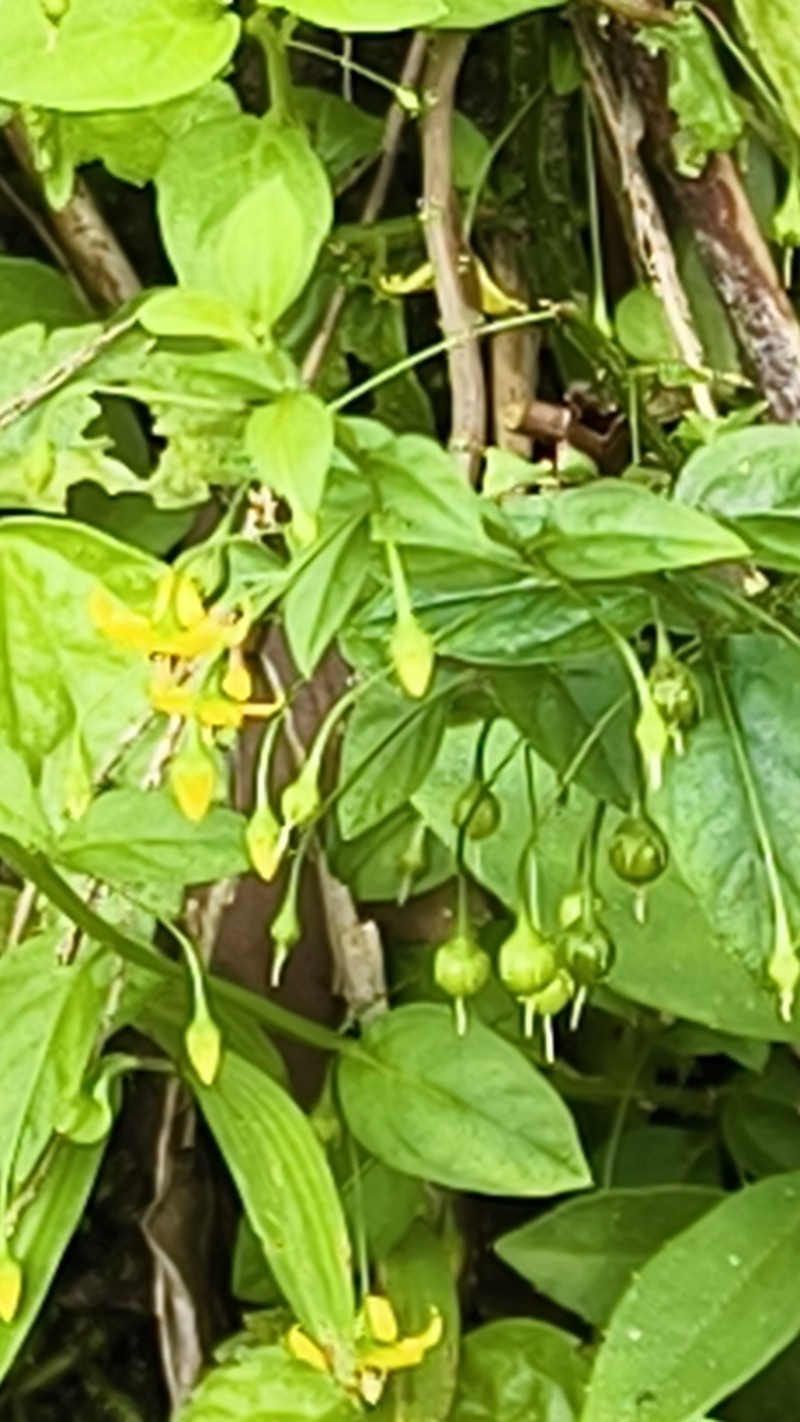 Lysimachia capillipes photo 6
