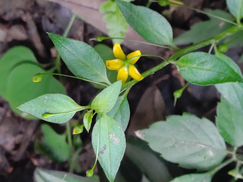 Lysimachia capillipes photo 7