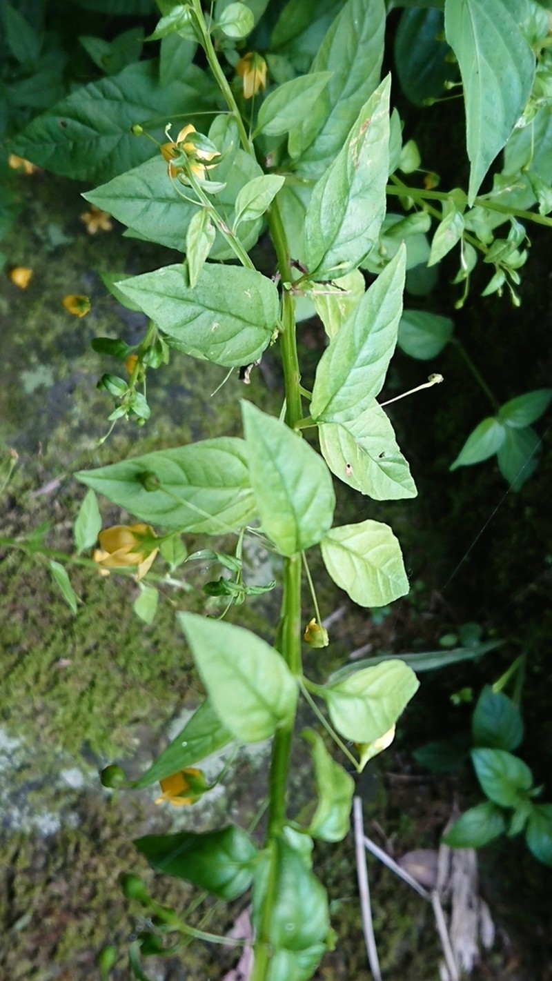 Lysimachia capillipes photo 8