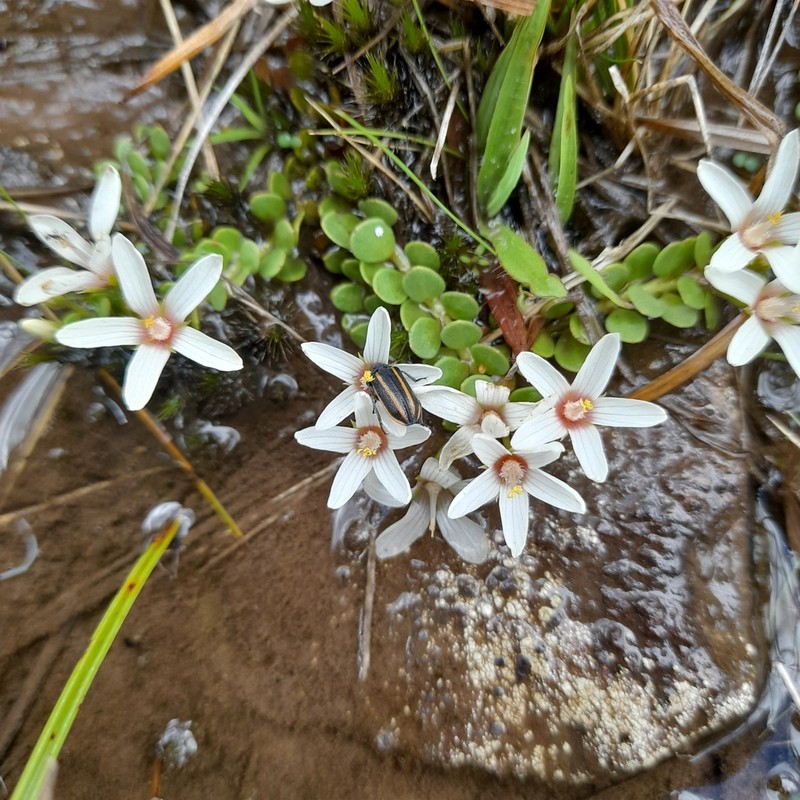Lysimachia catharinensis