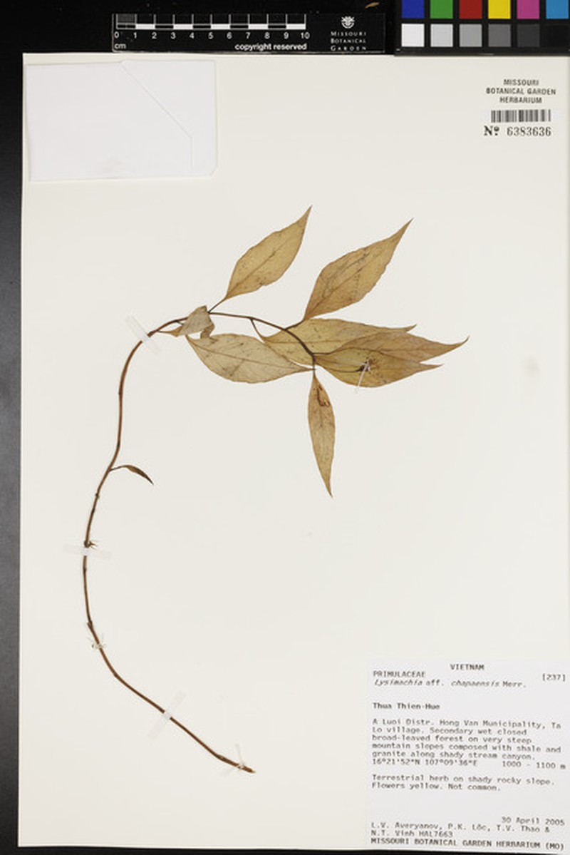 Lysimachia chapaensis