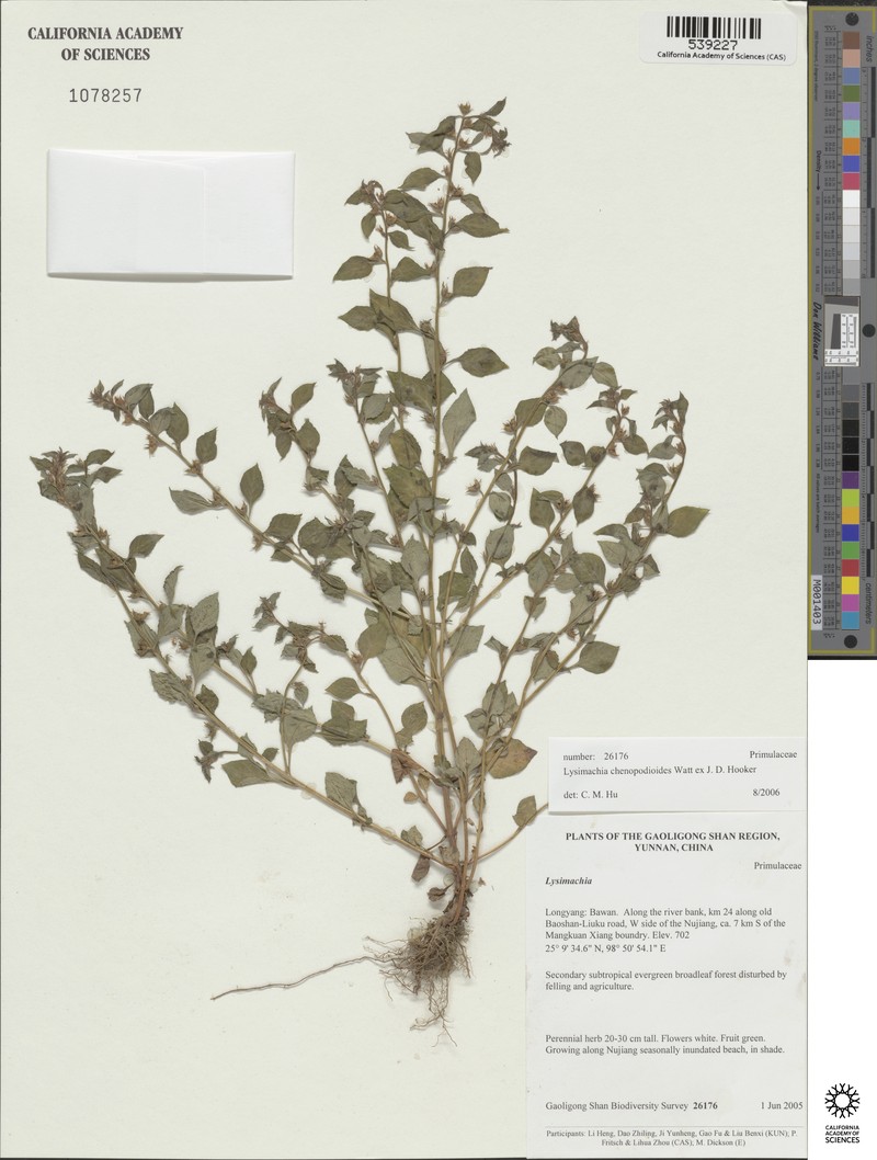 Lysimachia chenopodioides