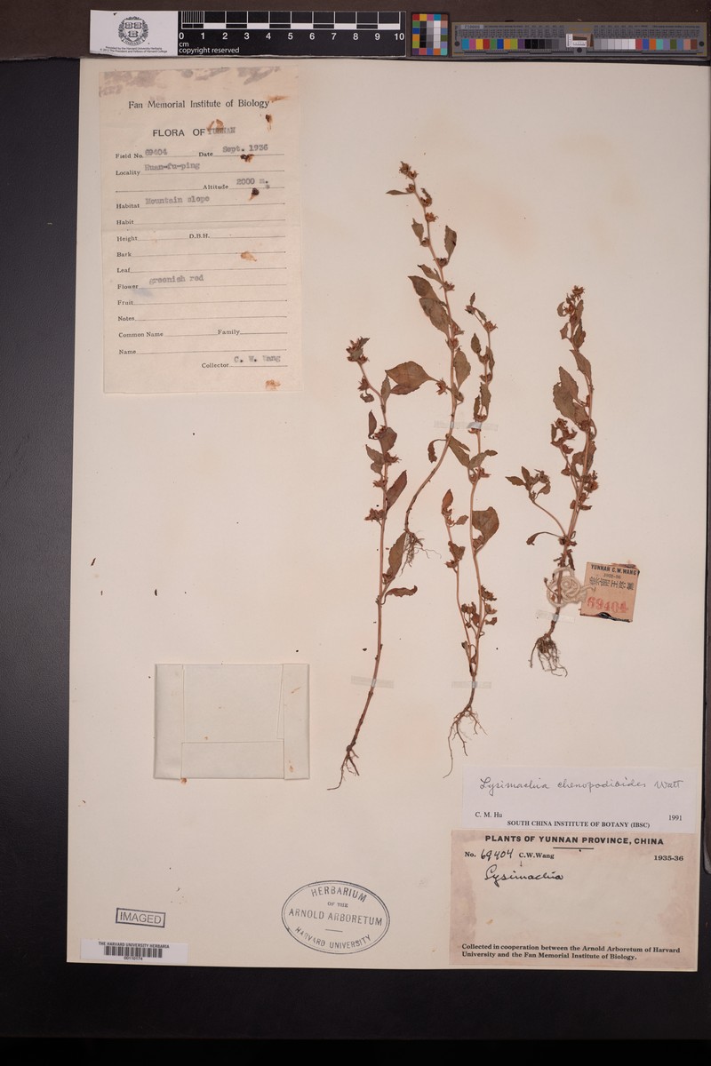 Lysimachia chenopodioides photo 2
