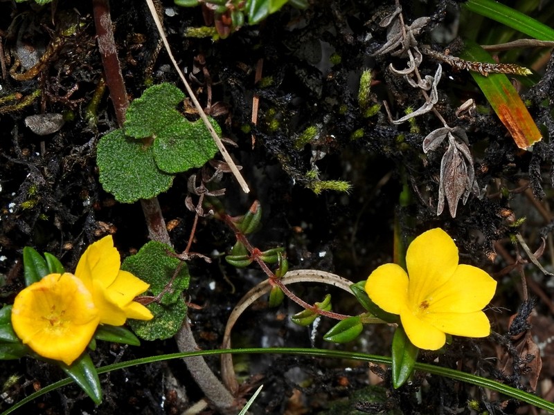 Lysimachia chingshuiensis