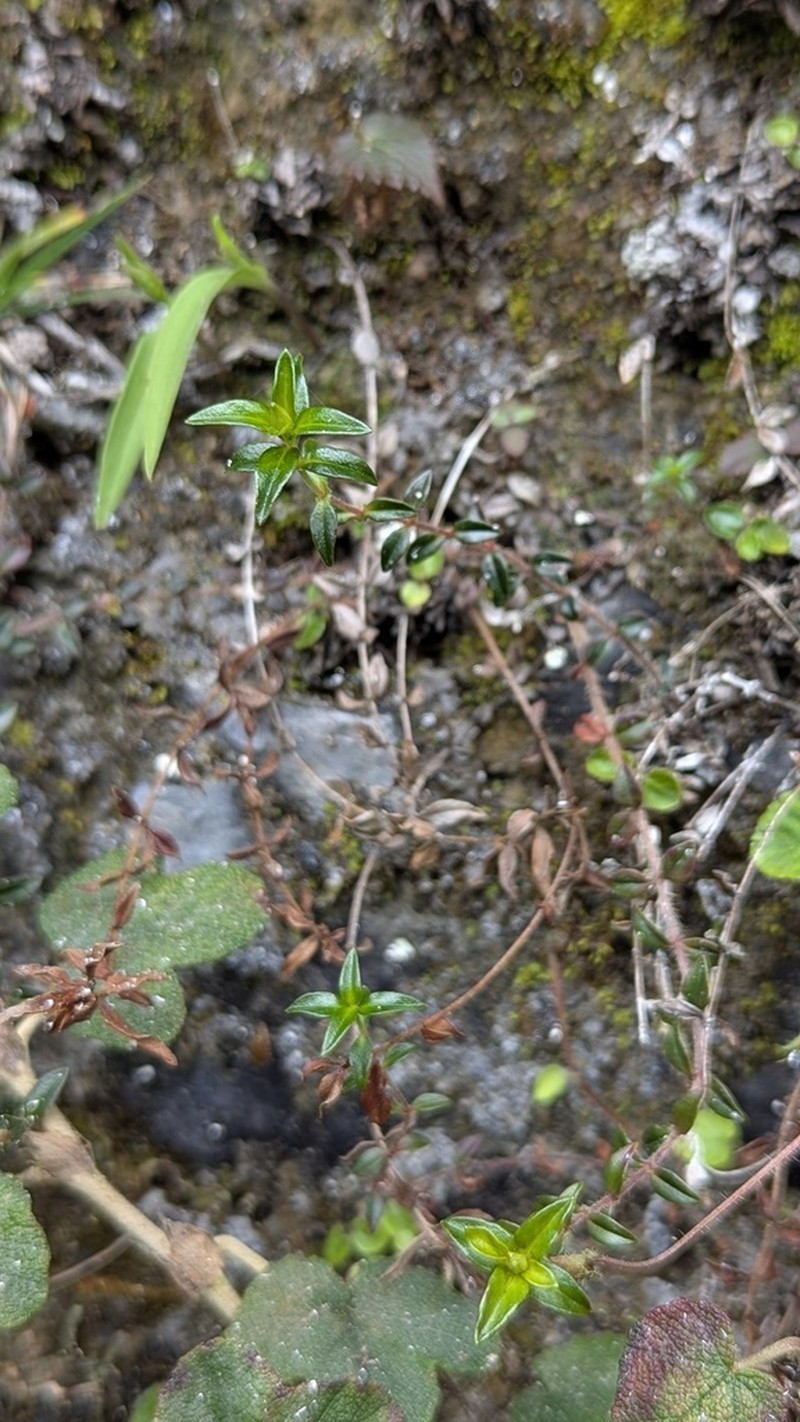 Lysimachia chingshuiensis photo 2