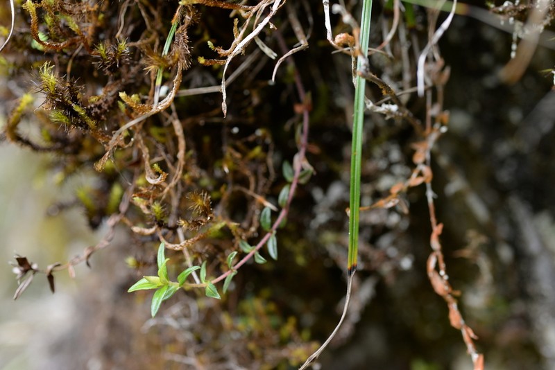 Lysimachia chingshuiensis photo 3