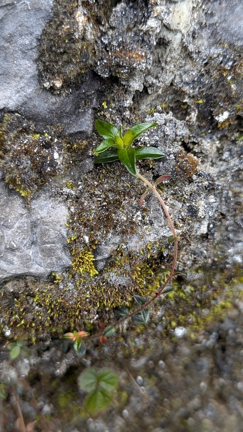 Lysimachia chingshuiensis photo 4