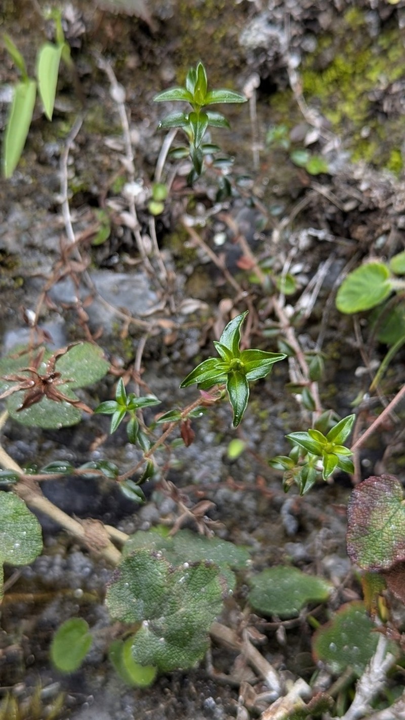 Lysimachia chingshuiensis photo 5