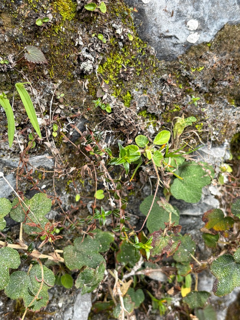Lysimachia chingshuiensis photo 7