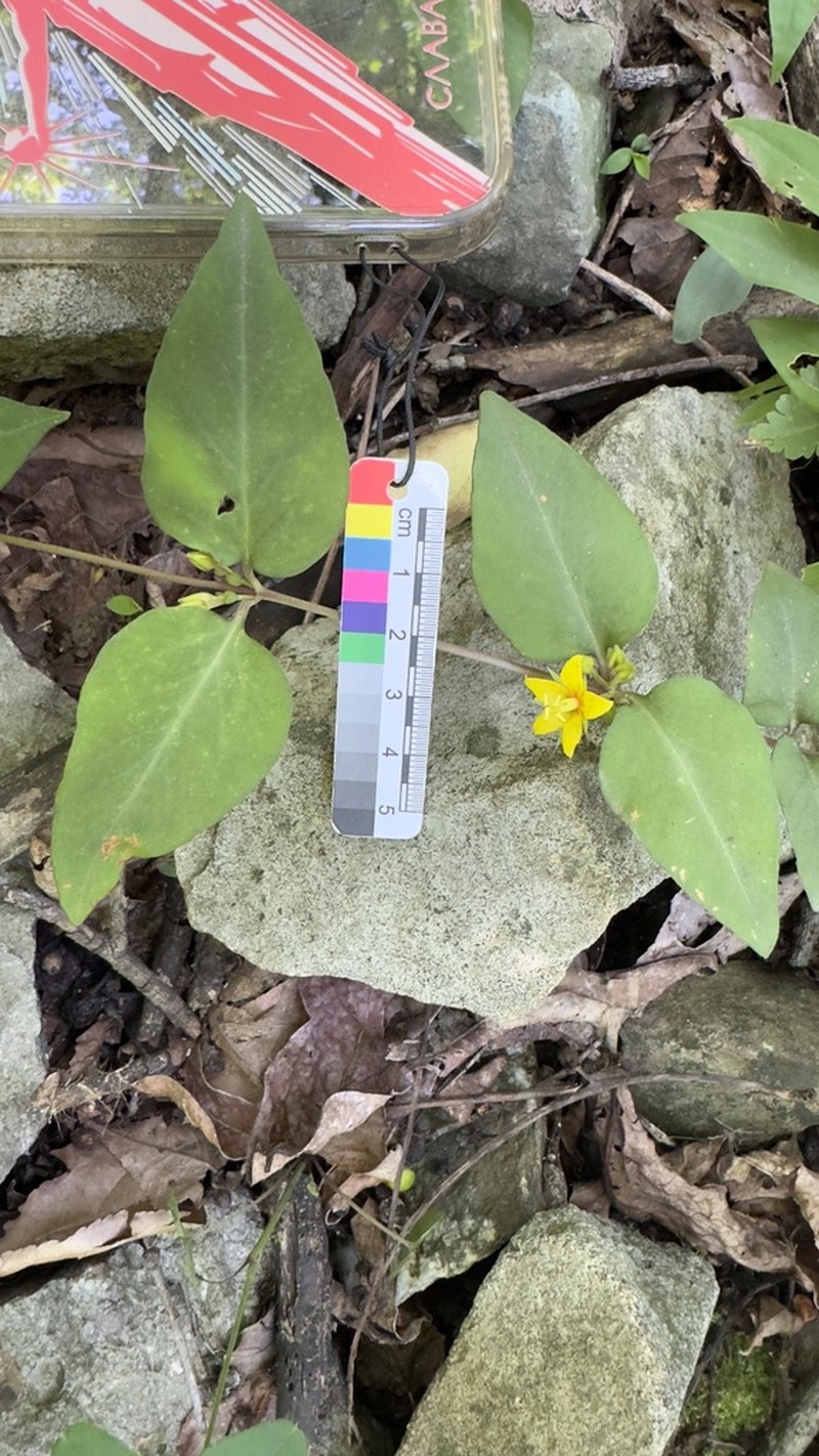 Lysimachia christinae
