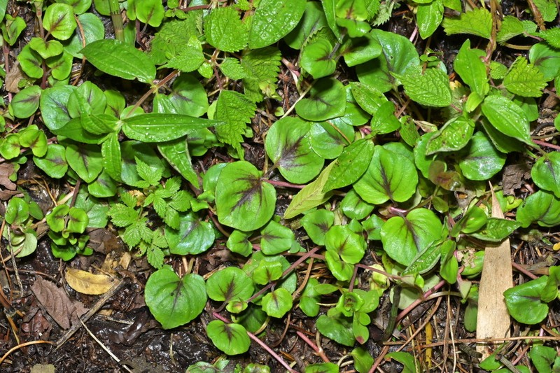 Lysimachia christinae photo 2