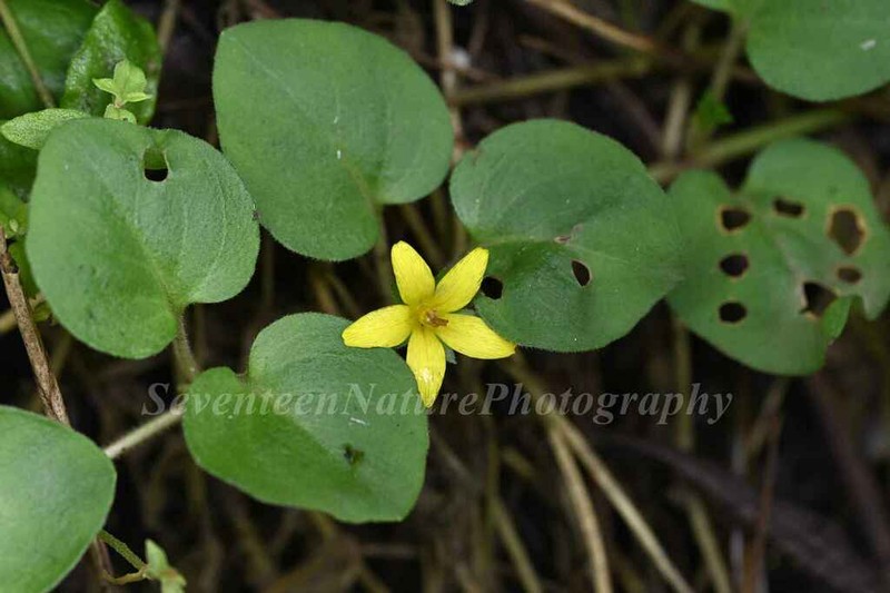 Lysimachia christinae photo 3