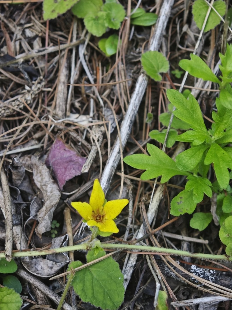 Lysimachia christinae photo 4
