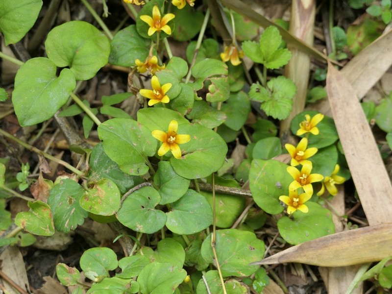 Lysimachia christinae photo 5
