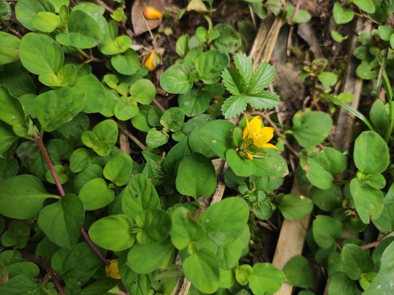 Lysimachia christinae photo 6