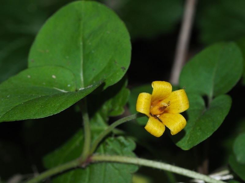 Lysimachia christinae photo 7