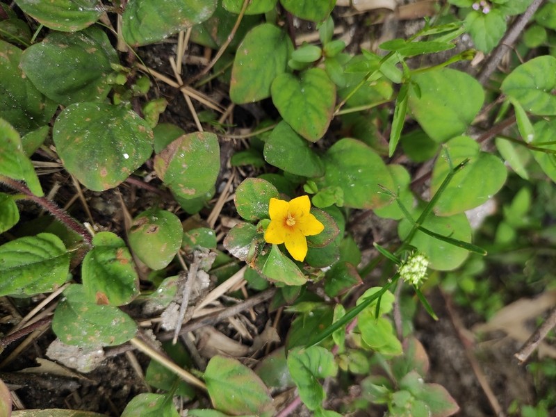 Lysimachia christinae photo 8
