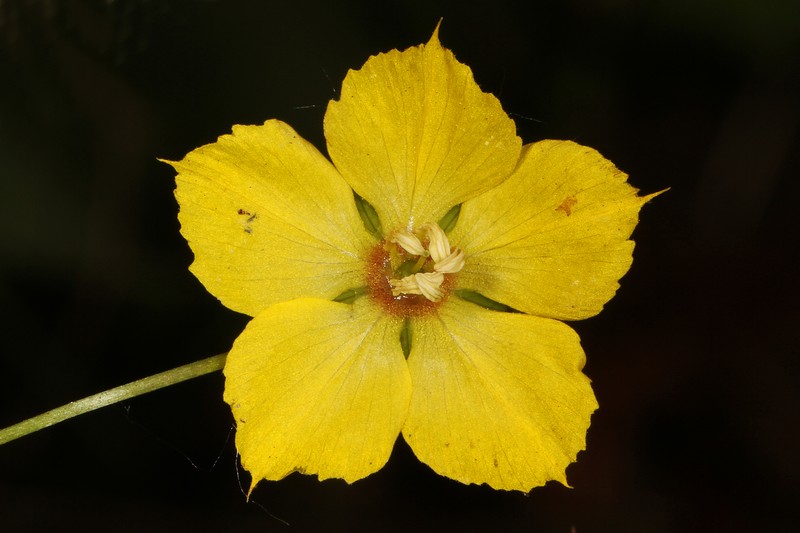 Fringed Loosestrife photo 5
