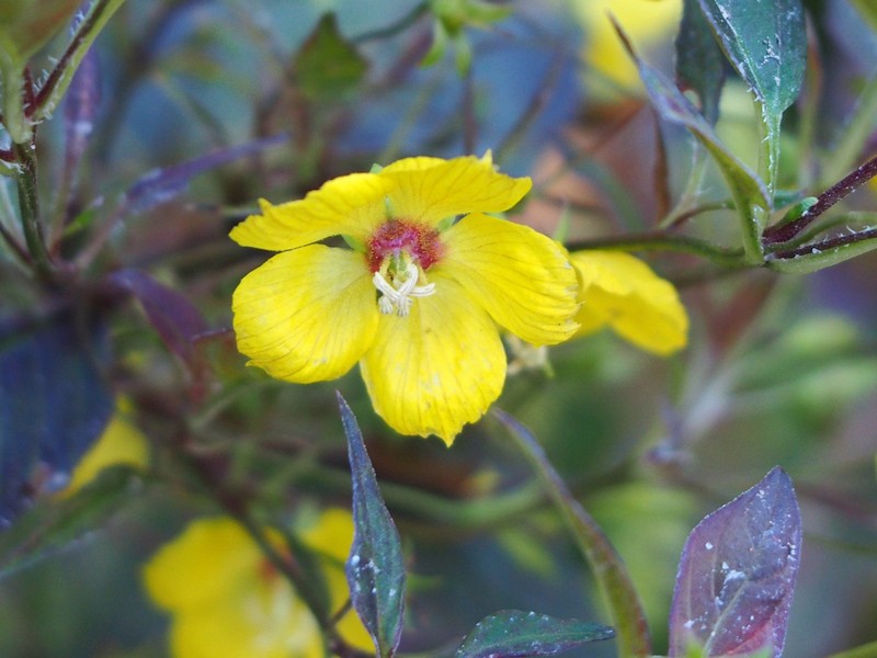 Fringed Loosestrife photo 7