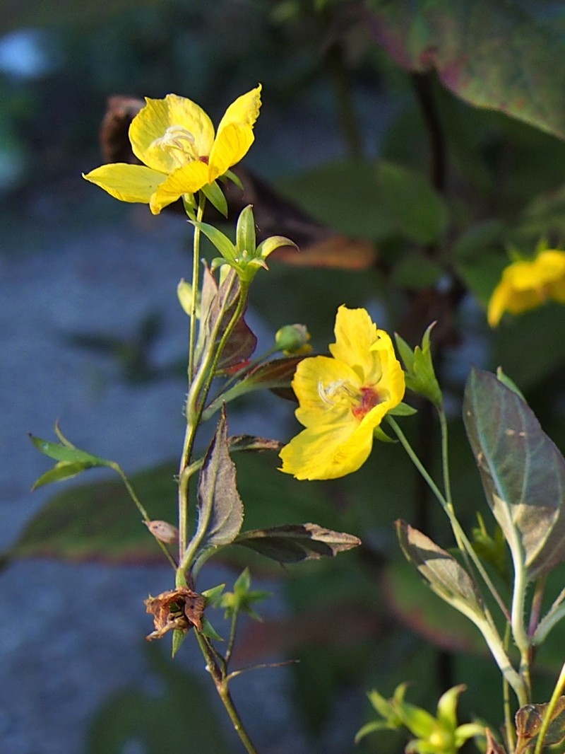 Fringed Loosestrife photo 2