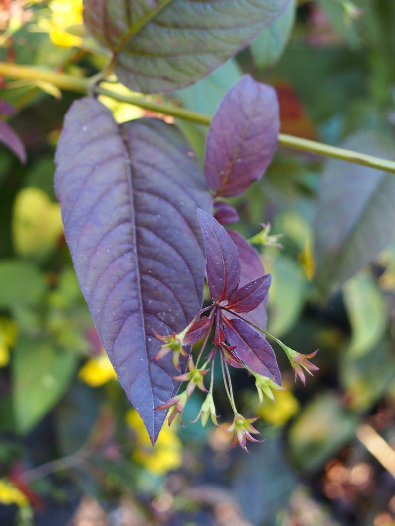 Fringed Loosestrife photo 3