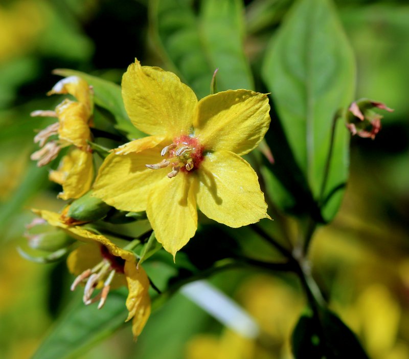 Fringed Loosestrife