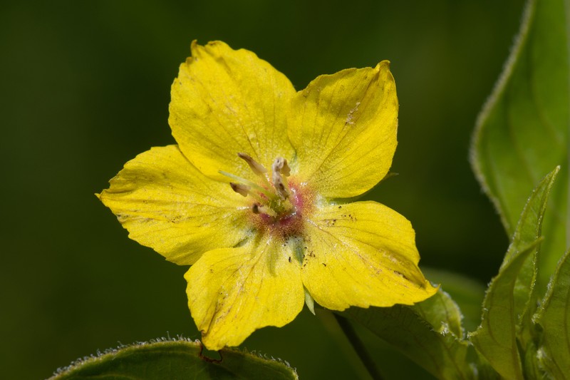 Fringed Loosestrife photo 2
