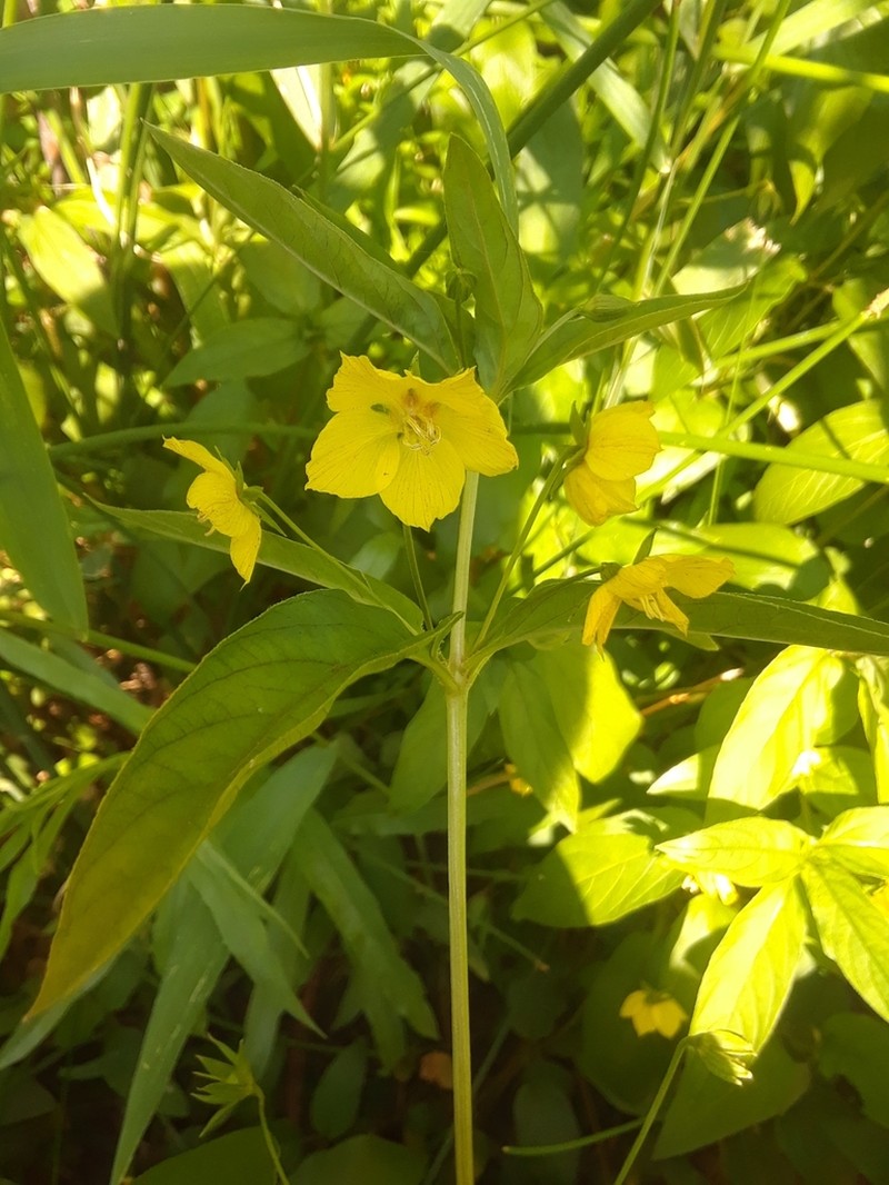 Fringed Loosestrife photo 4