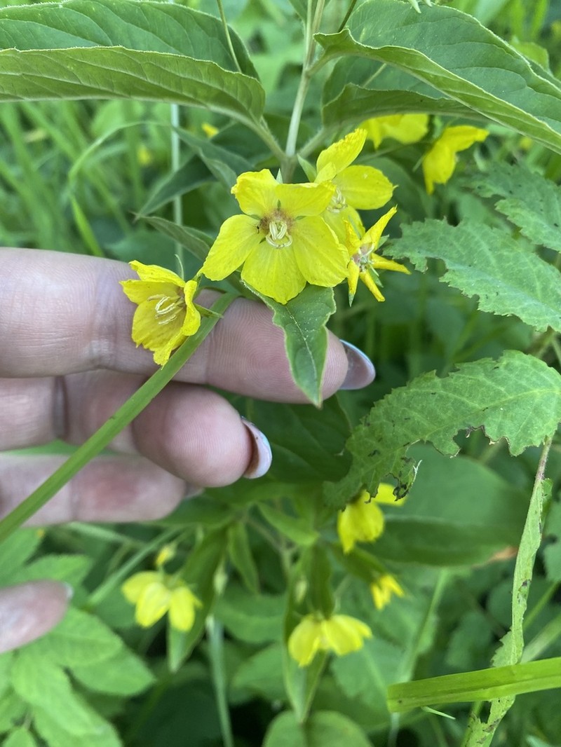 Fringed Loosestrife photo 5