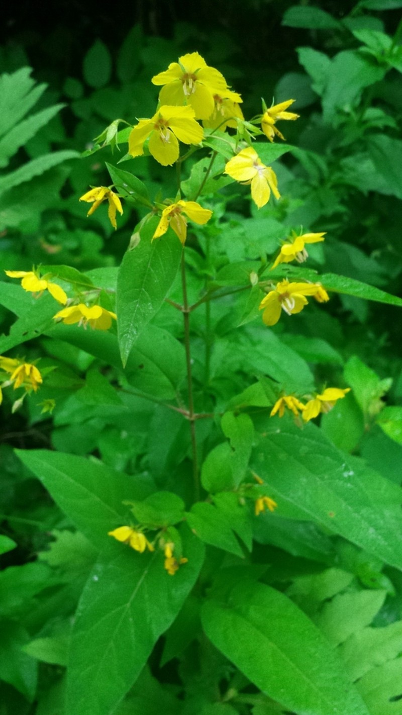 Fringed Loosestrife photo 6
