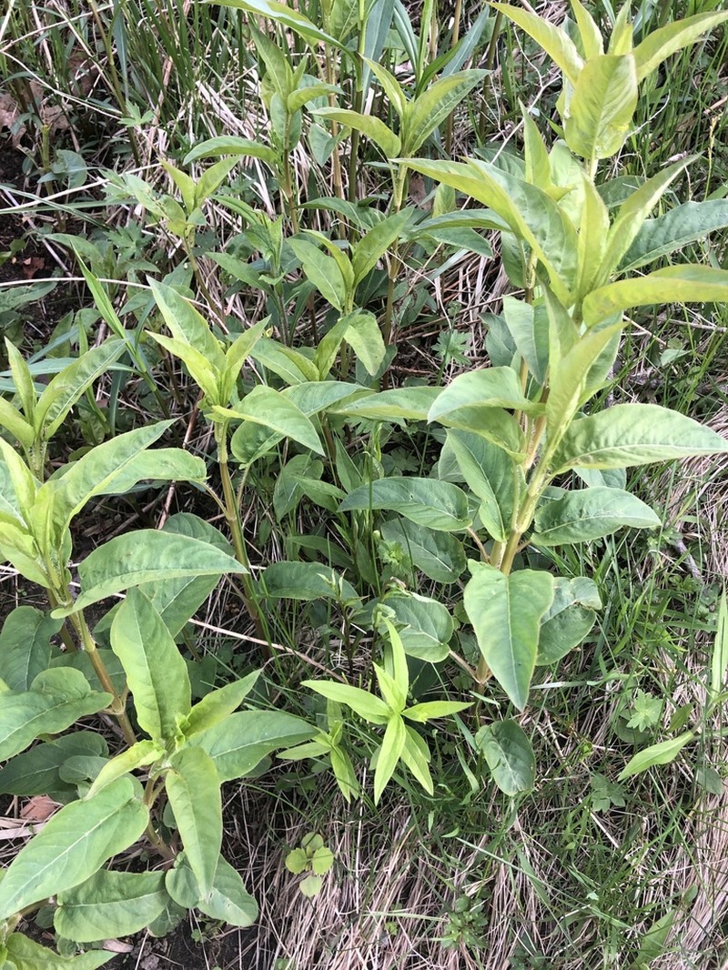 Fringed Loosestrife photo 7