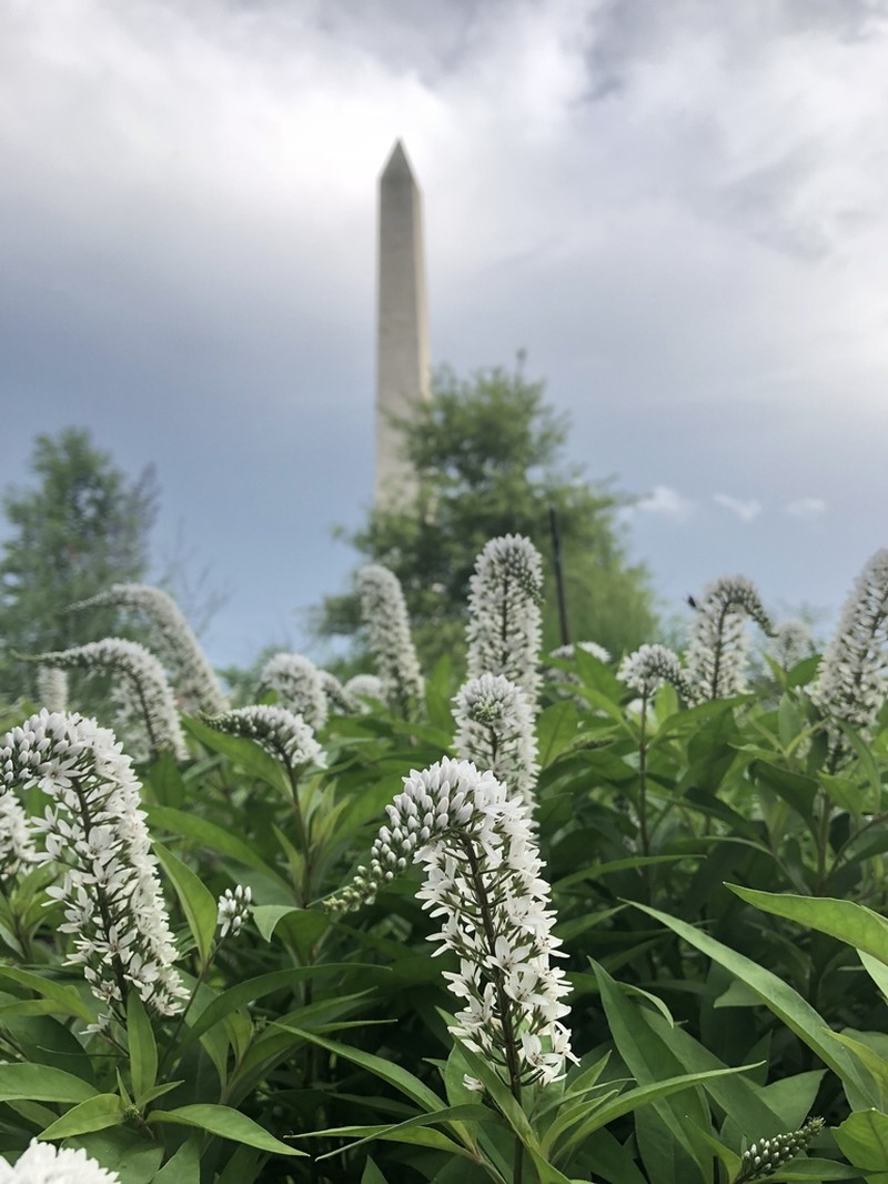Gooseneck Yellow Loosestrife photo 6