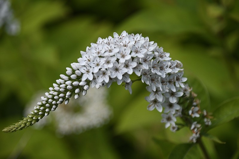 Gooseneck Yellow Loosestrife photo 7