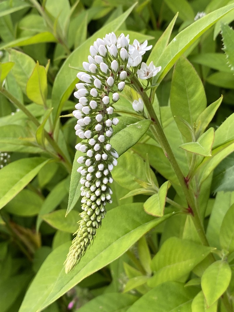 Gooseneck Yellow Loosestrife photo 4