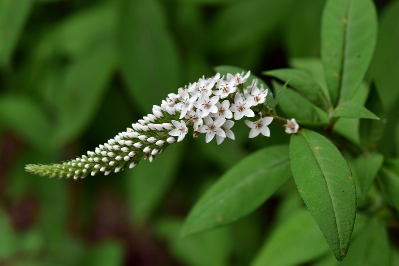 Gooseneck Yellow Loosestrife photo 2