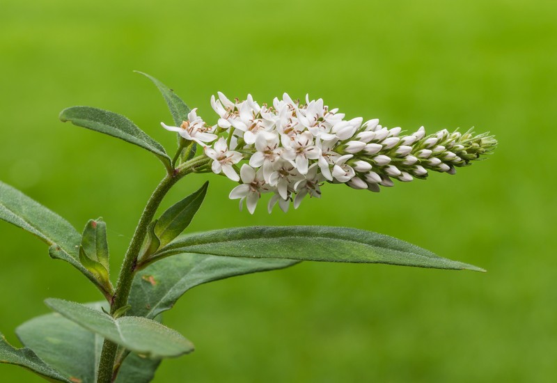 Gooseneck Yellow Loosestrife photo 2