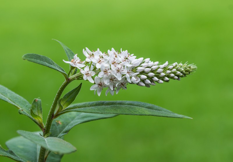 Gooseneck Yellow Loosestrife photo 3