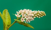 Gooseneck Yellow Loosestrife