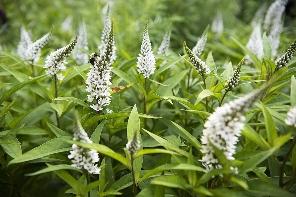 Gooseneck Yellow Loosestrife photo 5