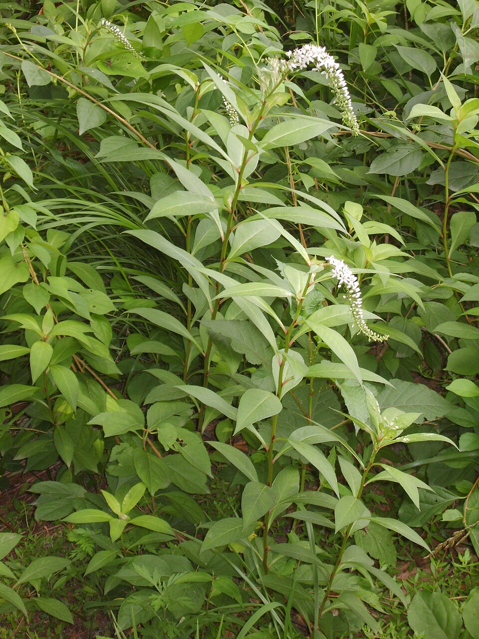 Gooseneck Yellow Loosestrife photo 6