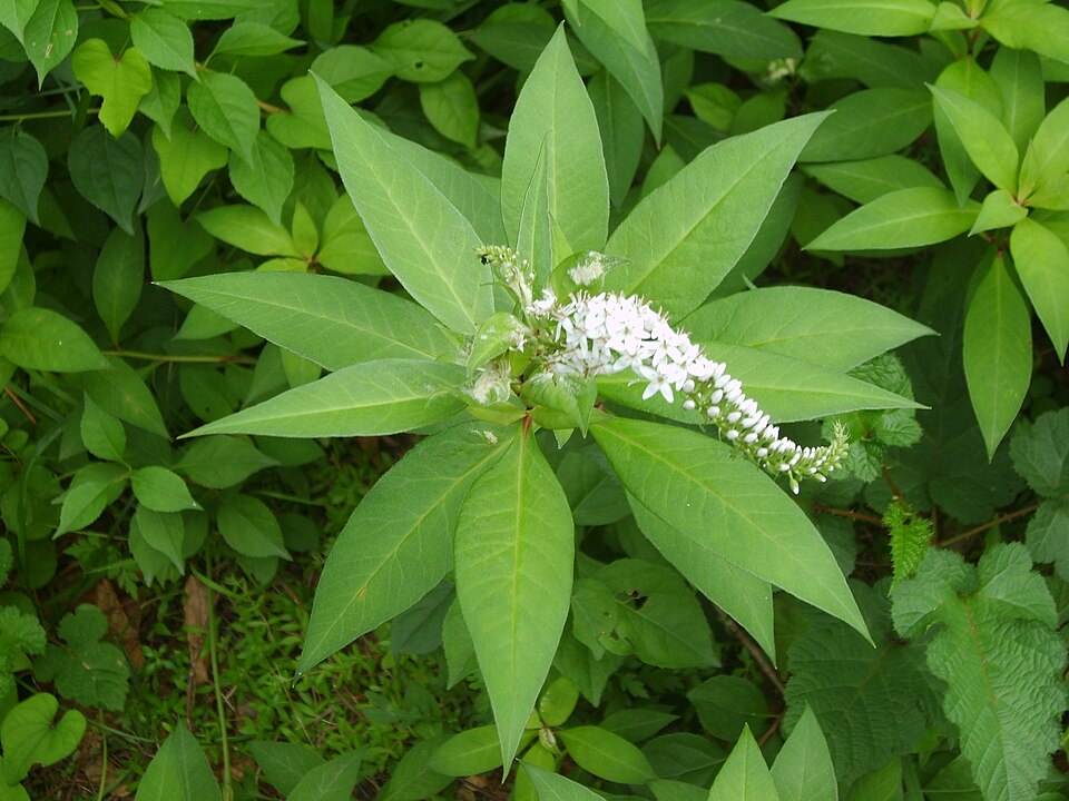 Gooseneck Yellow Loosestrife photo 7
