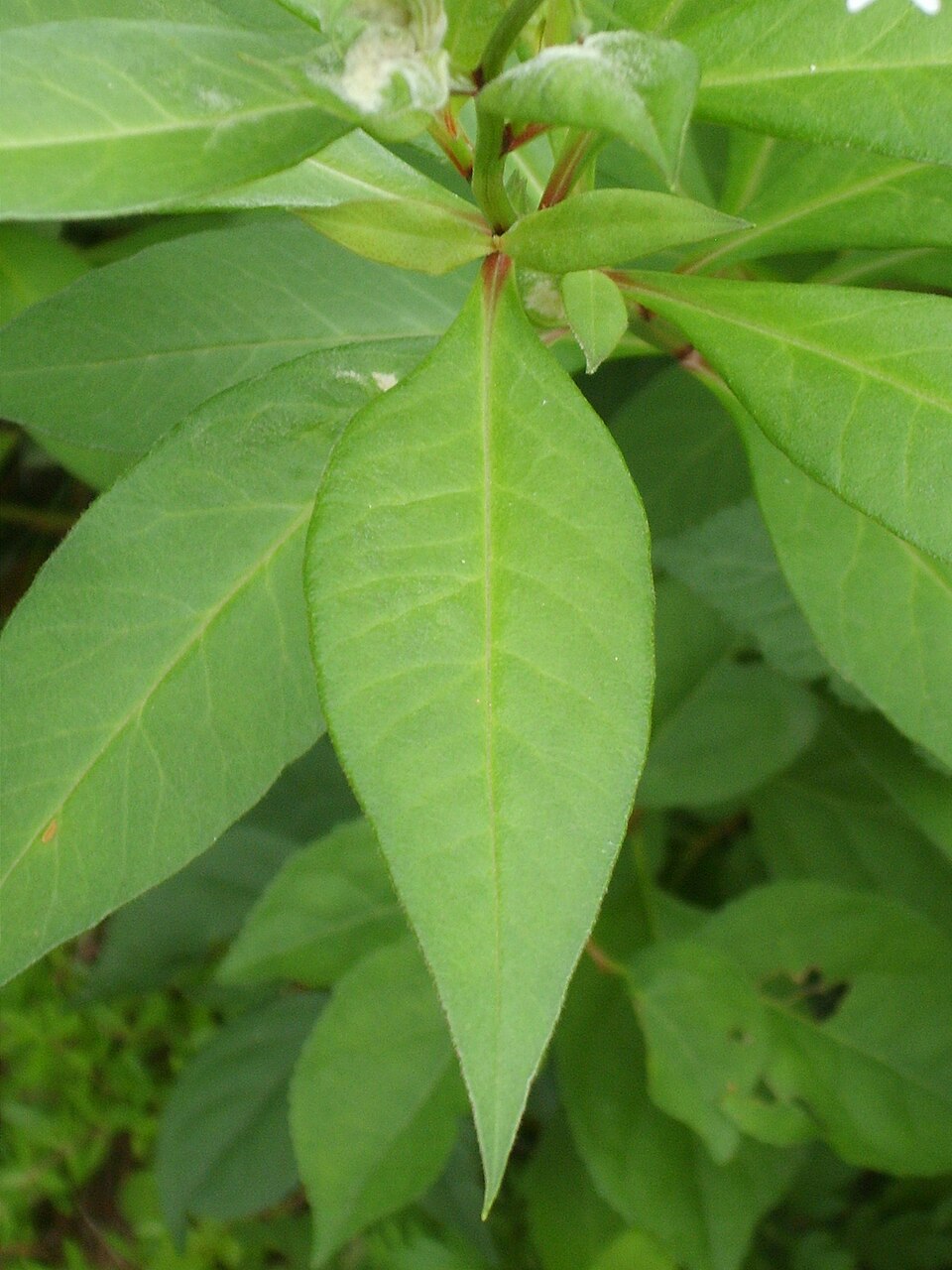 Gooseneck Yellow Loosestrife photo 8