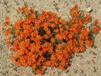Lysimachia collina