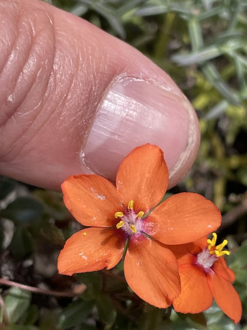 Lysimachia collina photo 2